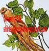 Ginseng P.E. (Shirley At Virginforestplant Dot Com)